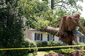 Fallen tree on home causing serious roof repair services or total roof replacement