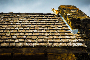 roofing contractors shakes