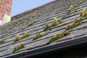 mold on roof in need of a roof repair