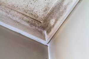 Mold on ceiling resulting from roof damage