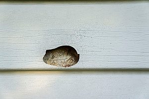 mold damage in the siding of a Fairfax, VA home causing the need for siding repair since cut a hole into the siding