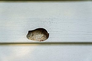 mold damage in the siding of a Fairfax, VA home 