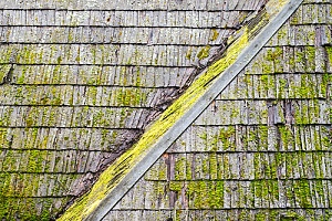 mold on roof shingles