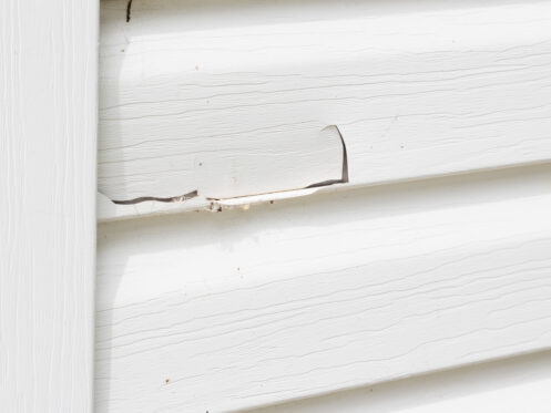 siding infestation